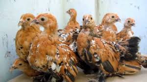 We did not find results for: Mille Fleur 2 Months Chicks Youtube