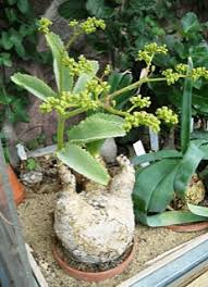 Image result for Cyphostemma congestum