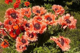 Side or passenger window sun shades: 43 Best Perennials Flowers For Full Sun Borders And Shade