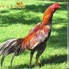 Ini menjadi sebuah pembunuhan menggunakan senjata yang langka di vietnam. Https Encrypted Tbn0 Gstatic Com Images Q Tbn And9gcrywbwwov5rz4z776ej4jba7zoc6pxir9gybgq5ciscyqjrjevw Usqp Cau