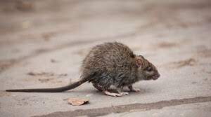 Our certified, trained technicians treat all types of commercial property, from office. Rodent Control Rodent Extermination Service Jacksonville