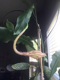 Night lady flower, epiphyllum oxypetalum, open white night flowe. Night Blooming Cereus Queen Of The Night Flower Gardensall Ornamentals Night Flowers Plant Night Orchid Cactus