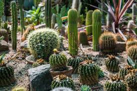28 diy small backyard ideas that make a big statement. 68 Cactus Landscaping Ideas That Will Inspire You Garden Tabs