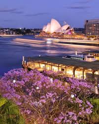 Elisa Eves Sydney On Instagram My Pretty Sydney Sydney Harbour Was Looking On Point This Evening With This Perfectly Placed Jacaranda Tree Sydney Places