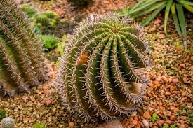 You should definitely have someone unpack them for you because they'll keep on growing in the dark, and you will have etoliated plants. Why Do Desert Plants Have Fat Leaves And Stems Spines Or No Leaves