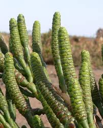 Image result for Halosarcia indica