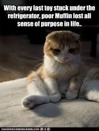 Untitled Funny Animal Pictures Animal Pictures For Kids Funny Animals