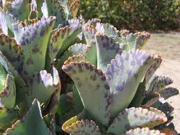Image result for Kalanchoe marmorata