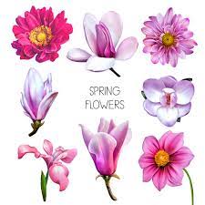 I fiori della maggior parte delle ortensia sono bianche ma possono assumere colori diversi al variare del ph del suolo: Il Nome Dei Fiori Blog Floraqueen It