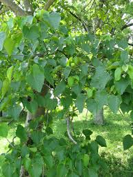 Image result for Vernicia