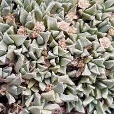Image result for Nananthus vittatus