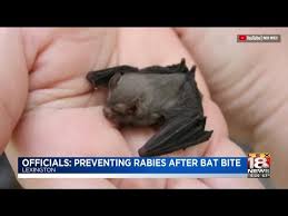Image result for Bat Bite