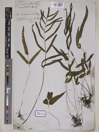 Image result for Lindsaea ensifolia