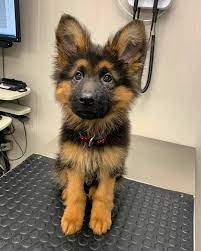 Healthy, purebred german shepherd puppies directly from ethical breeders. German Shepherd Puppies For Sale German Shepherd Puppies For Sale Near Me