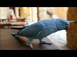 Coco Ile Sohbet Ettik Youtube Youtube