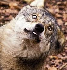 Image result for funny wolf