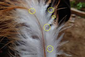The pest control experts of san diego. Bird Bird Lice Pictures