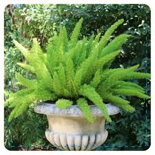 We did not find results for: 6 Heat Loving Plant Combos For Containers My Garden Life