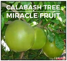 Raintree nursery offers quality nursery products. Miracle Fruit Calabash Seedlings Lunti Team Cebu Facebook