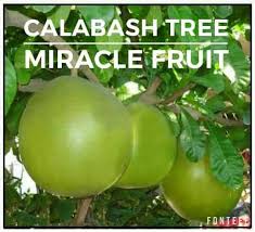 Although pretty easy in cultivation for experienced gardeners, miracle fruit is a live creature and has its likes and dislikes. Miracle Fruit Calabash Seedlings Lunti Team Cebu Facebook