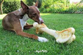 While the reason why dogs eat their own puppies is a grim topic, it's important to understand why this happens. Do Dogs Remember Where They Bury Bones The Answer Will Surprise You Ayo Pets