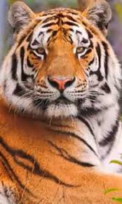 Top 10 The Most Endangered Animals On Earth Video Most Endangered Animals Endangered Animals Animals