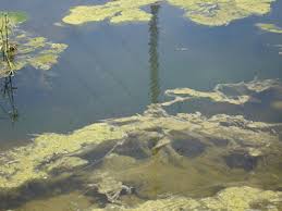 Also, scrub the pump with a toothbrush and distilled water to keep it clean, since it cycles water through the fountain and makes it harder for algae to grow. Nmsu Managing Filamentous Algae In Ponds
