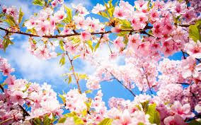 Resultats De Recherche D Images Pour Image Pour Fond D Ecran D Ordinateur Fleur Fleurs Printemps Les Plus Belles Fleurs Nature Rose