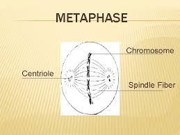 Do plant cells have spindle fibers. Plant Cell Structure And Cell Processes Unit Objectives