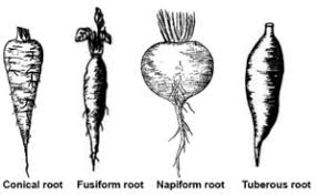 I thought we were going to plant asparagus this past weekend, but didn't get to it. Modification Of Roots For Storage Support Respiration Etc