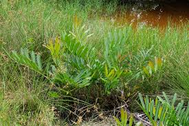 Image result for Acrostichum aureum