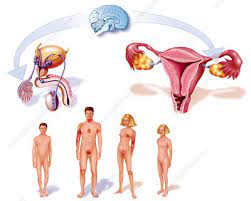 Puberty blues series 2 episode 3. Changes In Puberty Artwork Stock Image C010 7493 Science Photo Library