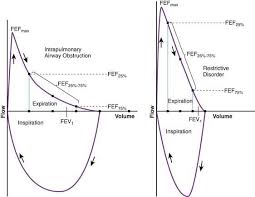 Respiratory Pathophysiology And Regulation Obgyn Key