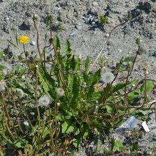 Image result for Taraxacum sp.