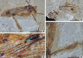 Xvideos.com account join for free log in. New Cretaceous Elcanidae From China And Myanmar Insecta Orthoptera Sciencedirect