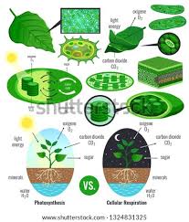 Maybe you would like to learn more about one of these? Cellular Respiration Stock Vector Images Avopix Com