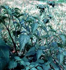 Image result for Solanum sp. B