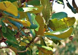 Image result for Uapaca robynsii