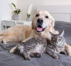 Should I Get Insurance for My Pet in Cincinnati, OH? | Carey Animal Hospital