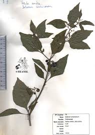 Image result for Solanum americanum