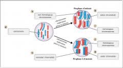 This page is about meiosis terminology,contains mitosis and meiosis comparison meiosis terminology (page 1). Bio 181 Mastering Biology Chapter 11 Meiosis Flashcards Cram Com