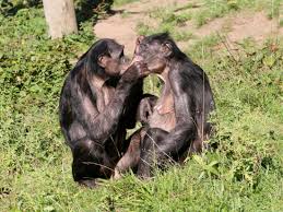 Why do female bonobos have more sex with each other than with males?