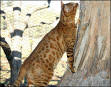 Pictures and Facts About Bengal Cats and Kittens