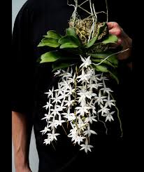 Image result for Aerangis kotschyana