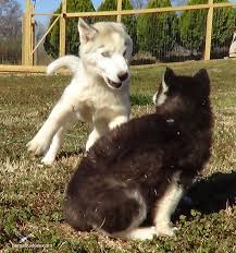 Find husky in dogs & puppies for rehoming | 🐶 find dogs and puppies locally for sale or adoption in ontario : How Much Do Husky Puppies Cost Siberian Husky Puppies For Sale
