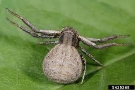 What does a tick look like? Common Spiders Of Missouri Identification Benefits And Concerns Missouri Environment And Garden News Article Integrated Pest Management University Of Missouri