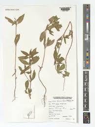 Image result for Spermacoce senensis