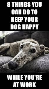 8 Tips To Keep Your Dog Happy While You Re At Work Your Dog Dogs Dog Boarding