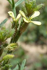 Image result for Carrichtera annua