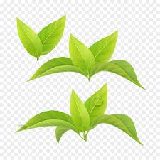 Pilih dari sumber gambar hd teh hijau png dan unduh dalam bentuk png. Teh Hijau Teh Daun Gambar Png